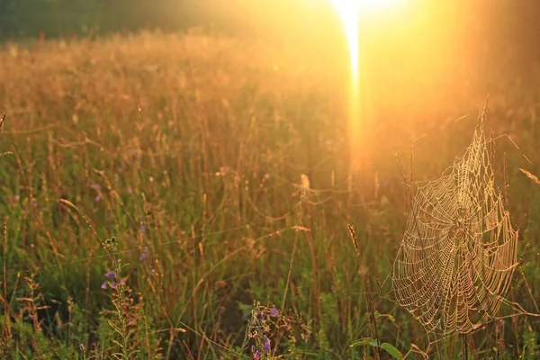 Stor Spindelväv Bland Blad Fält Solljus Gryningen Spindelnät Sommarfältet Solstrålar — Stockfoto