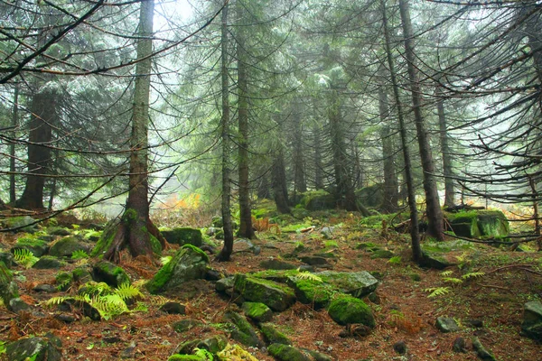 Bergskog Tät Dimma Barrskog Med Stora Granar Och Mossiga Stenar — Stockfoto