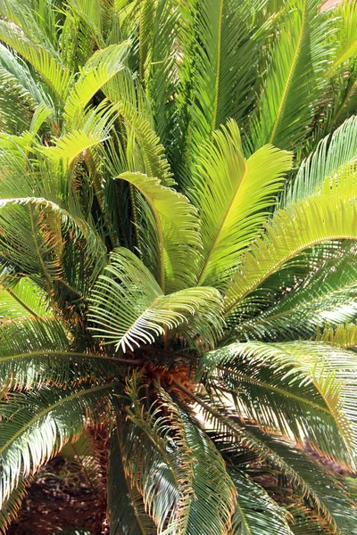 Árbol Cycas Con Ramas Hojas Exuberantes Vegetación Exuberante Selva Palmera — Foto de Stock