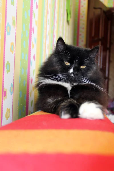 Pigro Gatto Nero Sdraiato Sul Retro Colorato Del Divano Gatto — Foto Stock