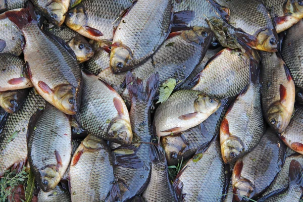 Caught crucians. Successful fishing. A lot of crucian carp Carassius carassius. Freshly caught river fish. Caught fishes after lucky fishing. Crucian carps caught on fishing closeup — Stock Image Caught Crucians Successful Fishing Lot Crucian Carp Carassius Carassius Freshly Royalty Free Stock Images