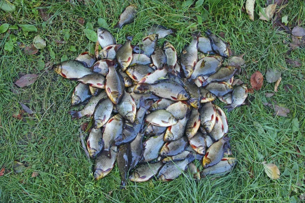 Caught crucians on green grass. Successful fishing. A lot of crucian carp. Freshly caught river fish. Caught fishes after lucky fishing. Crucian carps caught on fishing closeup — Stock Image Caught Crucians Green Grass Successful Fishing Lot Crucian Carp Freshly Royalty Free Stock Images