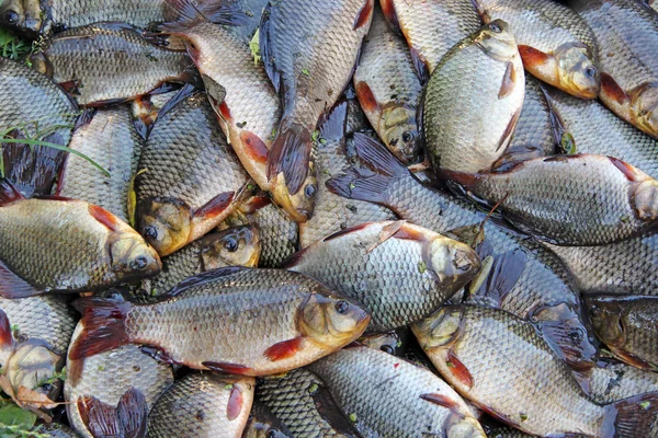 Caught crucians on green grass. Successful fishing. A lot of crucian carp (Carassius carassius). Freshly caught river fish. Caught fishes after lucky fishing. Crucian carps caught on fishing closeup — Stock Image Caught Crucians Green Grass Successful Fishing Lot Crucian Carp Carassius Stock Picture
