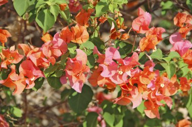 Bougainvillea çiçek yeşil yaprakları ile. Begonvil çiçekler çalı çiçek açması. Kırmızı çiçekler açan Bush. Begonvil kırmızı çiçek görünümü kapatın. Bush tropikal çiçekleri