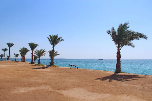 Località Tropicale Egitto Palme Che Crescono Sulla Riva Del Mare — Foto stock gratuita