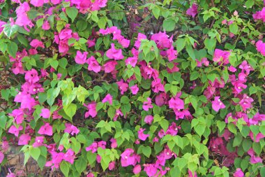 Bougainvillea çiçek yeşil yaprakları ile. Lila Begonvil çiçekler bahçede çiçek açması. Kırmızı çiçekler açan Bush. Begonvil kırmızı çiçek görünümü kapatın. Bush tropik çiçekler
