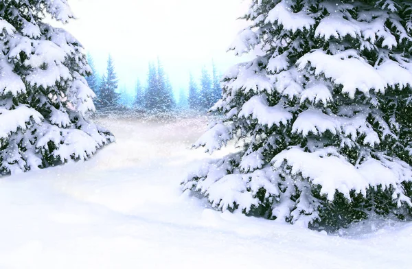 Bela Floresta Inverno Abóboras Cobertas Neve Branca Madeira Ramos Abetos — Fotografia de Stock