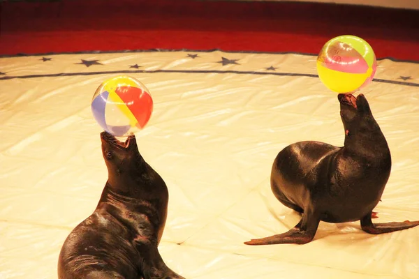 Trained fur seals making show with balls on circus arena. Marine mammals performing in arena of circus. Performance of fur seals in circus