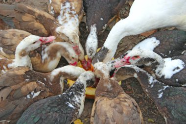Ördekler, kazlar ve ördekler kümes hayvanlarında kabak yerler. Kümes hayvanları bahçede besleniyor. Çiftlik kuşları kümes hayvanlarında çiğ kabak yiyorlar.
