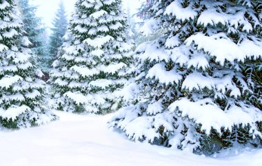 Güzel kış orman. Ladin ahşap beyaz kar tarafından kapsanan. Güzel iğne yapraklı orman karda. Kartpostal yeni yıl için. Noel ağaçları kış ormandaki karda. Mutlu Noel arifesi