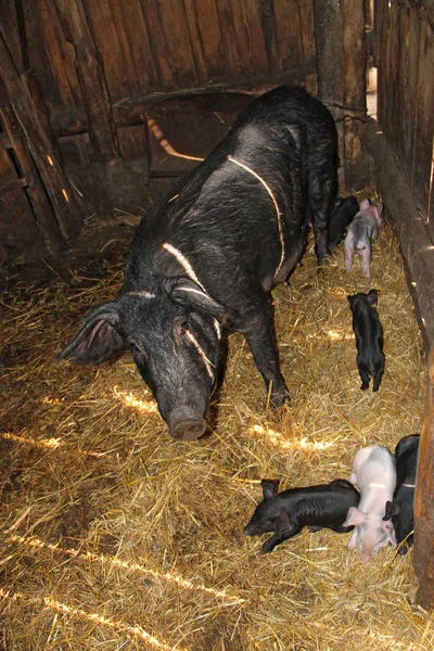 Group of piglets and mother in pig farm. Pig mother and pigs in barn. Brood of little pigs on farm. Pig family. Meat industry. Farm animals. Piglets live at farm