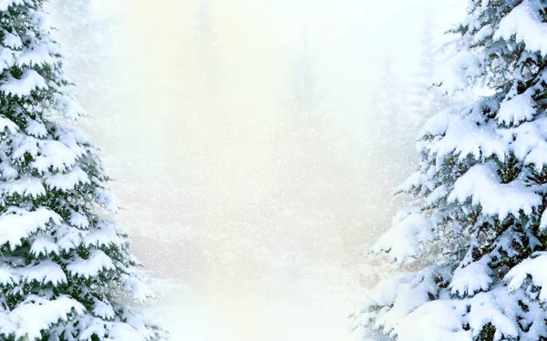 Abetos Azuis Cobertos Neve Floresta Abóboras Neve Lados Com Espaço — Fotografia de Stock