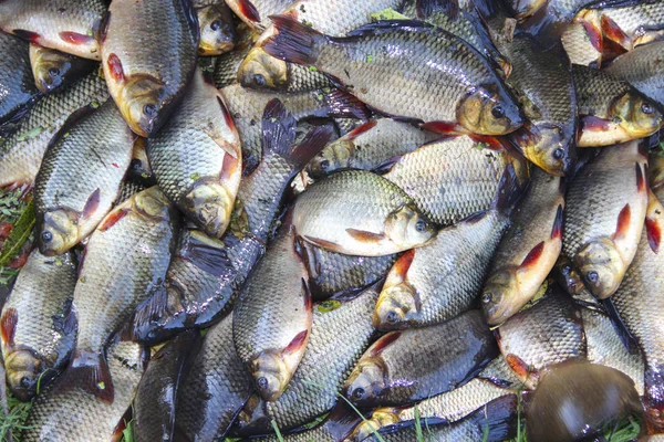 Caught crucians on green grass. Successful fishing. Heap of Carassius carassius. Freshly caught river fish. Caught fishes after lucky fishing. Crucian carps caught on fishing closeup — Stock Image Caught Crucians Green Grass Successful Fishing Heap Carassius Carassius Freshly Stock Picture