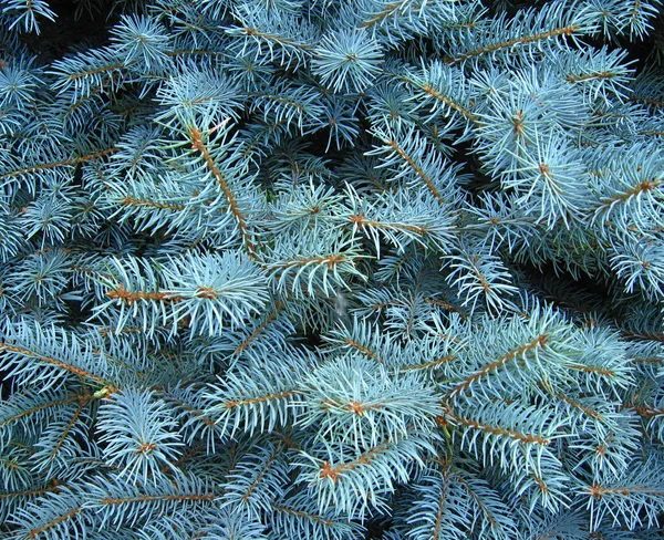フォレストの細い若いトウヒの光青い枝 針とスプルースの枝 — ストック写真