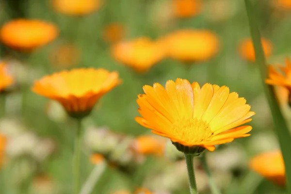 Vackra Blommor Gul Och Orange Ört Ringblomma Blommar Sängen Trädgården — Stockfoto