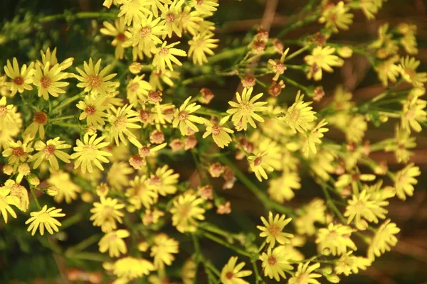 Květy Jacobaea Vulgaris Žluté Květy Senico Jacobaea Kvetoucí Zahradě Jacobaea — Stock fotografie