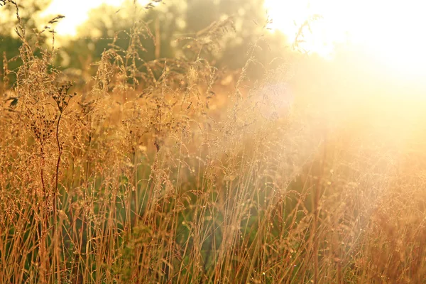 背の高い草は 日の出の露で覆われています 太陽のまぶしさでセピア色の牧草 日当たりの良い光線は 草原で草を照らします 夜明けに露を帯びた草を乾燥します 朝の太陽の光線で草原の植物 — ストック写真