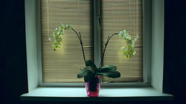 Orchid blooming on window-sill. Two branches of blooming orchids on windowsill near window with closed blinds. Pot flowers. Beautiful tropical orchid flowers in pot on windowsill