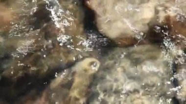Küçük yengeç taşlar ve dalgalar deniz arasında saklanıyor. Küçük yengeç taşların altında deniz altta gezinme. Deniz fauna