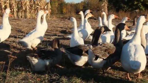 鹅在家禽场里 白色房子鹅在草甸的绿草飞行 农场鸟类 — 图库视频影像