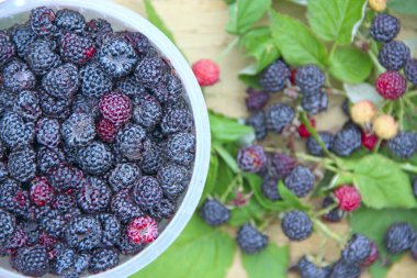 Siyah Ahududu meyveleri ürün. Olgun Rubus occidentalis kova. Taze ve tatlı siyah Ahududu dolu kova. Olgun ahududu closeup. Hasat Rubus occidentalis