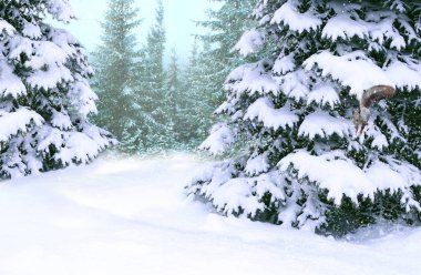 Ladin ile kış orman orman kar ile kaplı. Ladin karda kış ormanda ayakta. Güzel Noel ve yılbaşı ağaçları. Noel ağaçları kış ormandaki karda
