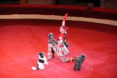 Gomel / Beyaz Rusya - 20 Mayıs 2018: eğitilmiş sirk arenada gerçekleştirme kaniş. Sirk eğitimli köpek. Komik köpekler. İki kaniş birlikte kırmızı sirk arenada arka ayakları üzerinde dans. Kaniş ve hayvan terbiyecisi sirk performans