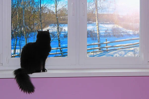 Zwarte Kat Kijkt Uit Raam Achter Welke Besneeuwde Winter Kat — Stockfoto