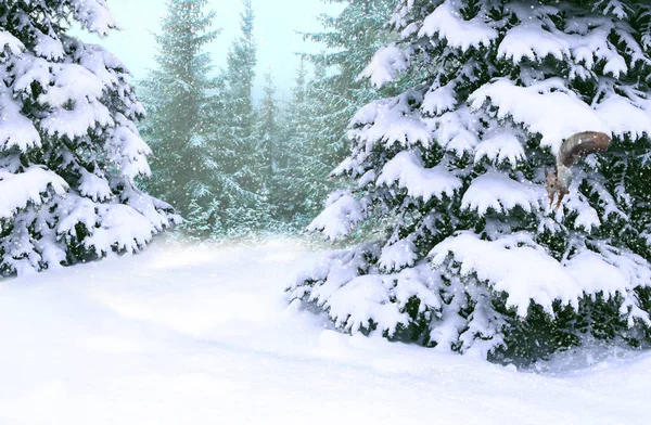 Χειμώνας Δάσος Έλατα Καλυμμένα Χιόνι Στο Δάσος Ερυθρελάτες Στο Χιόνι — Φωτογραφία Αρχείου