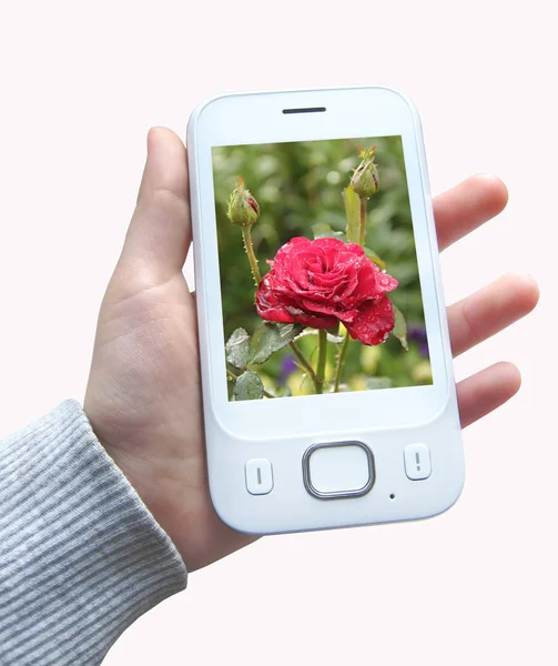 手里拿着红玫瑰形象的智能手机 现代手机在手隔离在白色背景 现代通讯 — 图库照片