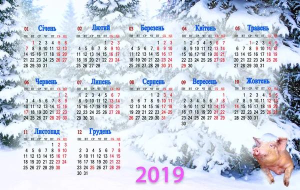 Calendario Para 2019 Con Divertido Cerdo Asomándose Desde Debajo Del —  Fotos de Stock