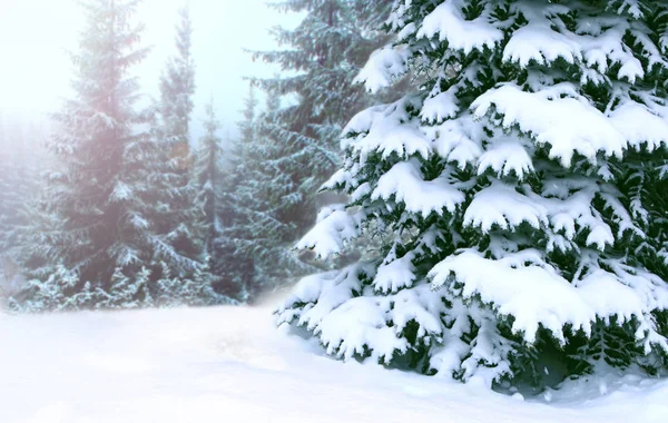 冬季森林 森林里覆盖着雪的云杉 雪中的雪摊在冬天的树林里 美丽的圣诞节和新年树 冬天森林中的雪中的圣诞树 — 图库照片