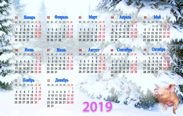 Calendar for 2019 with amusing pig peeking out from under spruce in snowy forest. Pig symbol of next year. Calendar 2019 in Russian with domestic animal. Calendar for office and home using