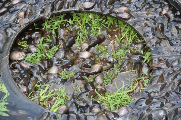 Tedpolen Het Water Gras Een School Kleine Kikkervisjes Kleine Amfibieën — Stockfoto