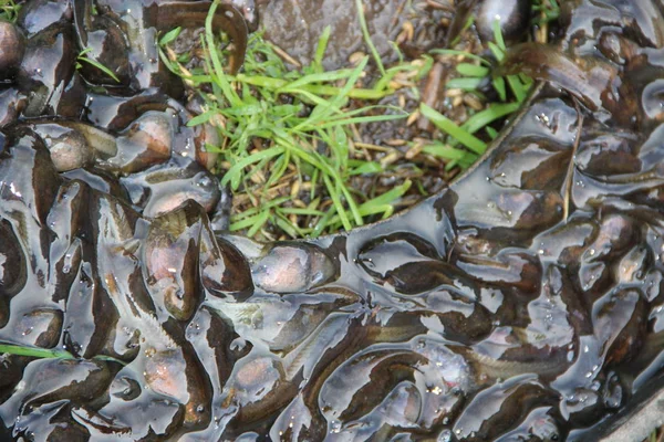 Tedpolen Het Water Gras Een School Kleine Kikkervisjes Kleine Amfibieën — Stockfoto