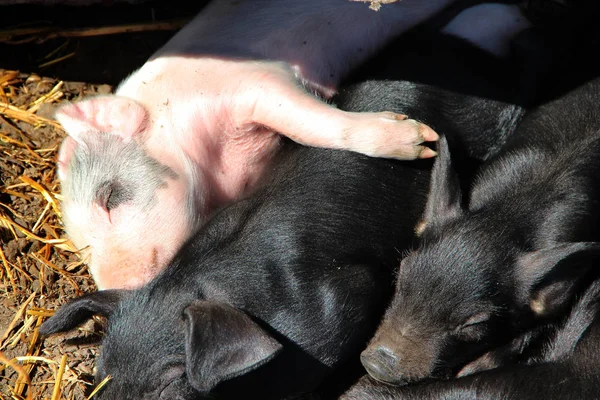 猪睡在农场的院子里拥抱 粉红色的小猪沐浴在阳光下和睡眠 有趣的猪年轻的小猪躺在院子里 — 图库照片