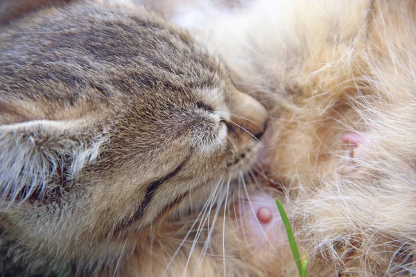 Gatinho Cinza Chupando Leite Gato Mãe Que Põe Grama Verde — Fotografia de Stock