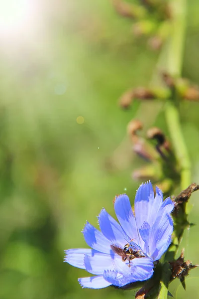 夏のクローズアップで晴れた光線に咲くチコリウムの青い花 薬用の花は フィールドの道路の近くに成長します 夏のクローズアップで薬用プランテイ — ストック写真