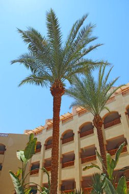 Hurghada / Mısır. Binanın çare palmiye ağaçları ile 27 Temmuz 2018:View. Mısır resort. Tropikal tatil. Otel balkonlu binası. Modern Arapça mimarisi. İki tarihi bina yakınındaki büyüyen avuç içi