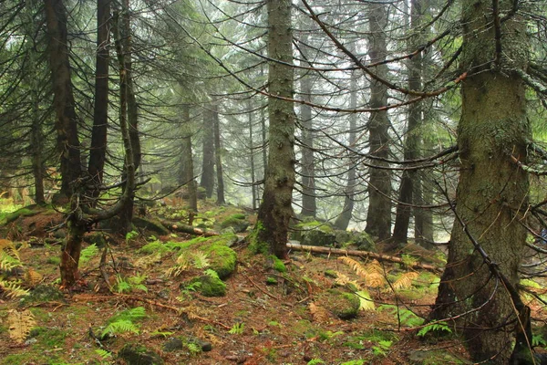 Tayga Eski Ladin Ile Vahşi Yeşil Orman Yoğun Orman Ğne — Stok fotoğraf