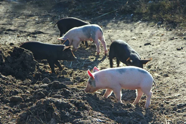 Piglets는 마당에서 합니다 Piglets 마당에 재생합니다 마에서 농장에서 Piglets 비료에 — 스톡 사진