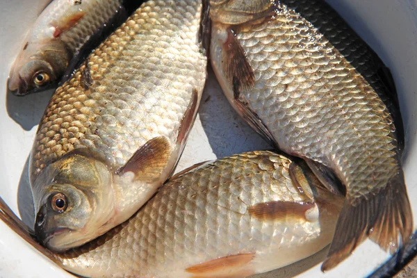 Pesca Bem Sucedida Apanhei Crucistas Prato Ingredientes Naturais Para Uma — Fotografia de Stock