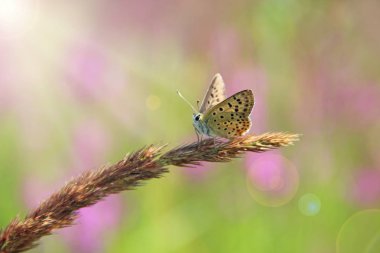 Butterfly of Silver-studded blue sitting on dry blade close up in sunny rays. Summer insect. Sun rays shine on small butterfly sitting on blade of grass