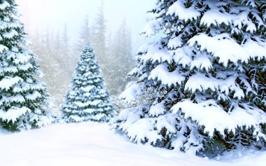 Güzel kış orman. Ladin ahşap beyaz kar tarafından kapsanan. Ladin dalları karla kaplı. Kar kış ormandaki Noel ağacı. Güzel ağaç ormandaki kar ile kaplı