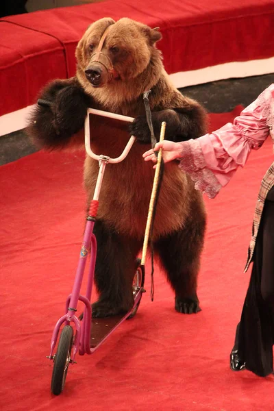 Animal trainer helps to trained bear driving on pedal cycle on circus ring. Bear riding bicycle in circus. Trained bear riding push-cycle around circus arena. Performance with trained bear in circus