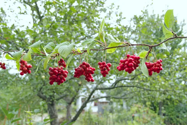stock image Branches of red schisandrahanging in row. Clusters of ripe schizandra. Crop of useful plant. Red schizandra hang in row on green branch. Schizandra chinensis plant with fruits on branch