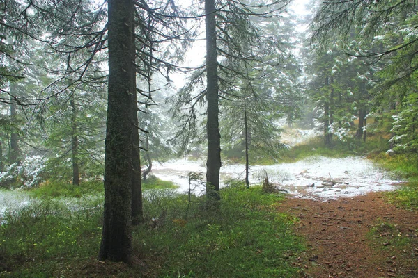 Wilder Grüner Wald Mit Alten Fichten Der Taiga Dichter Wald — Stockfoto