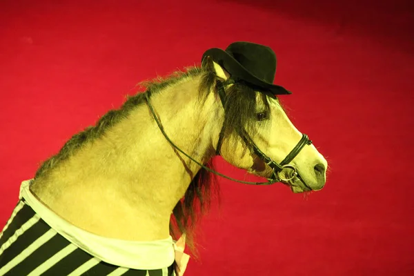 サーカスリングで実行キャップで馬 サーカスファッショナブルな動物の美しい肖像画 赤の背景に帽子をかぶった馬の頭 — ストック写真