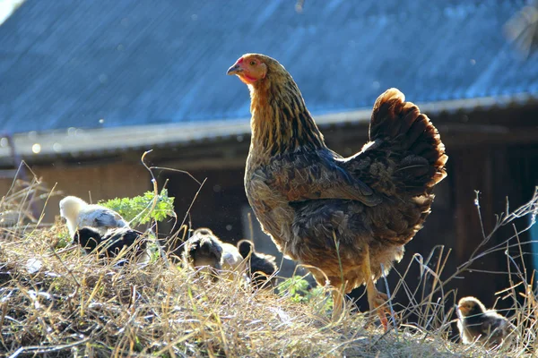 Hen with chickens in yard. Small chickens go with mother hen in poultry. Domestic birds in yard. Adult black hen with baby chickens outdoor. Mother hen with baby chickens