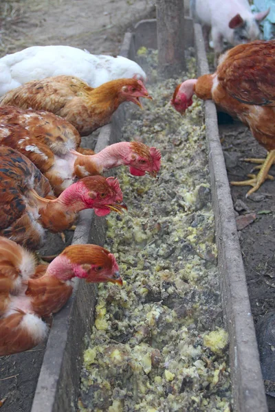 鶏舎の谷から裸の首を食べる鶏 国内の鳥 養鶏場での養鶏 赤い裸首ヘン食べるからラフ — ストック写真